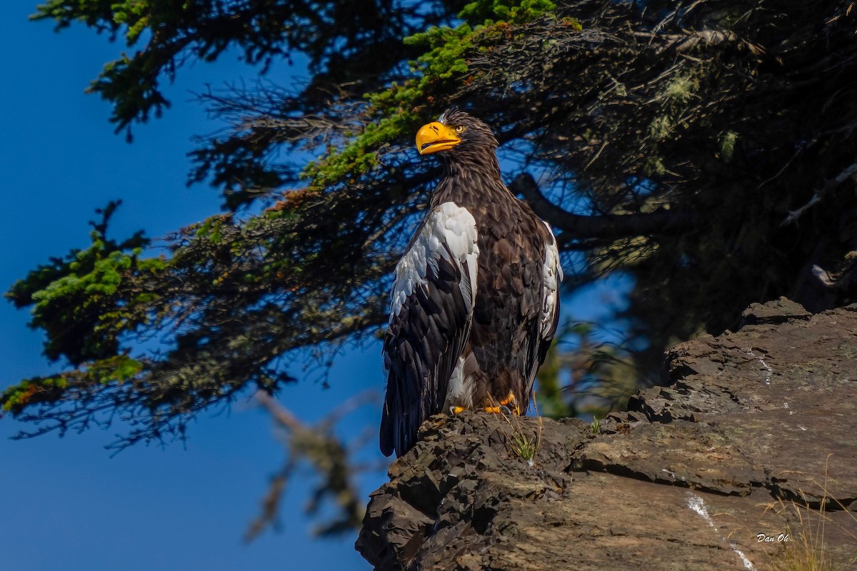 Steller's Sea-Eagle - ML622956202