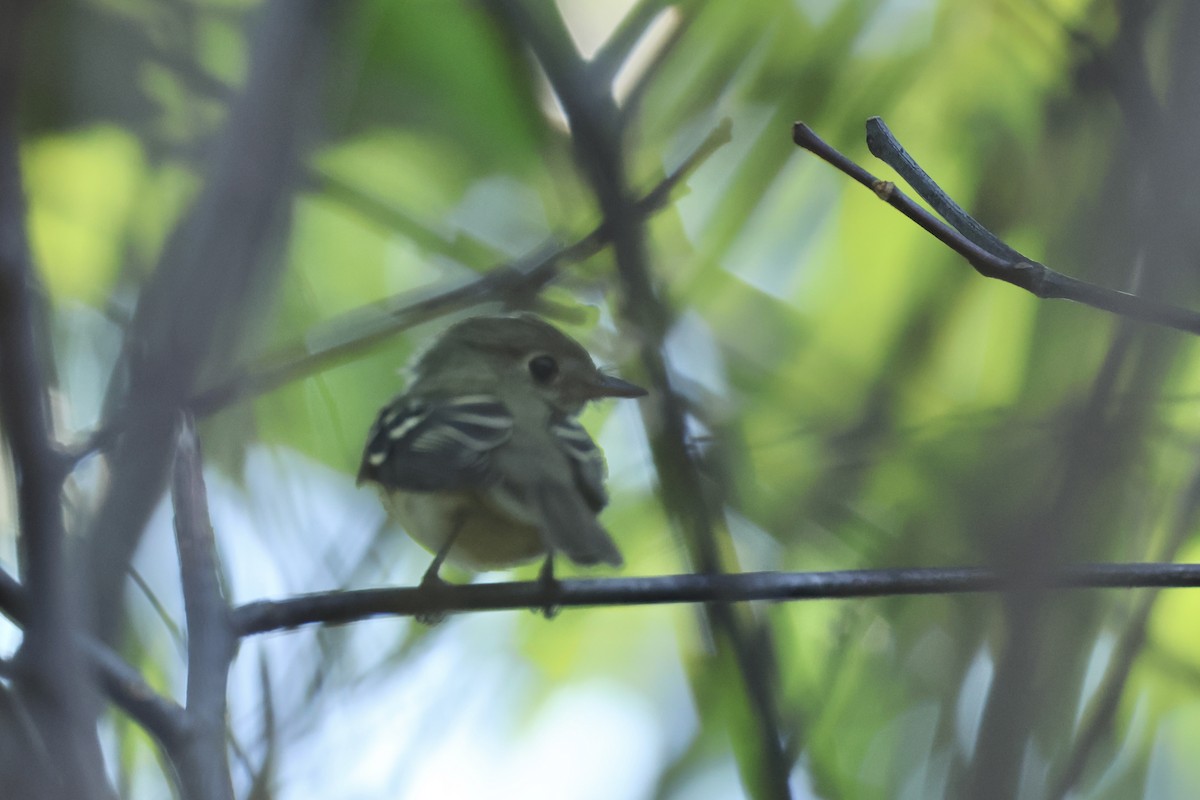 Yellow-bellied Flycatcher - E R