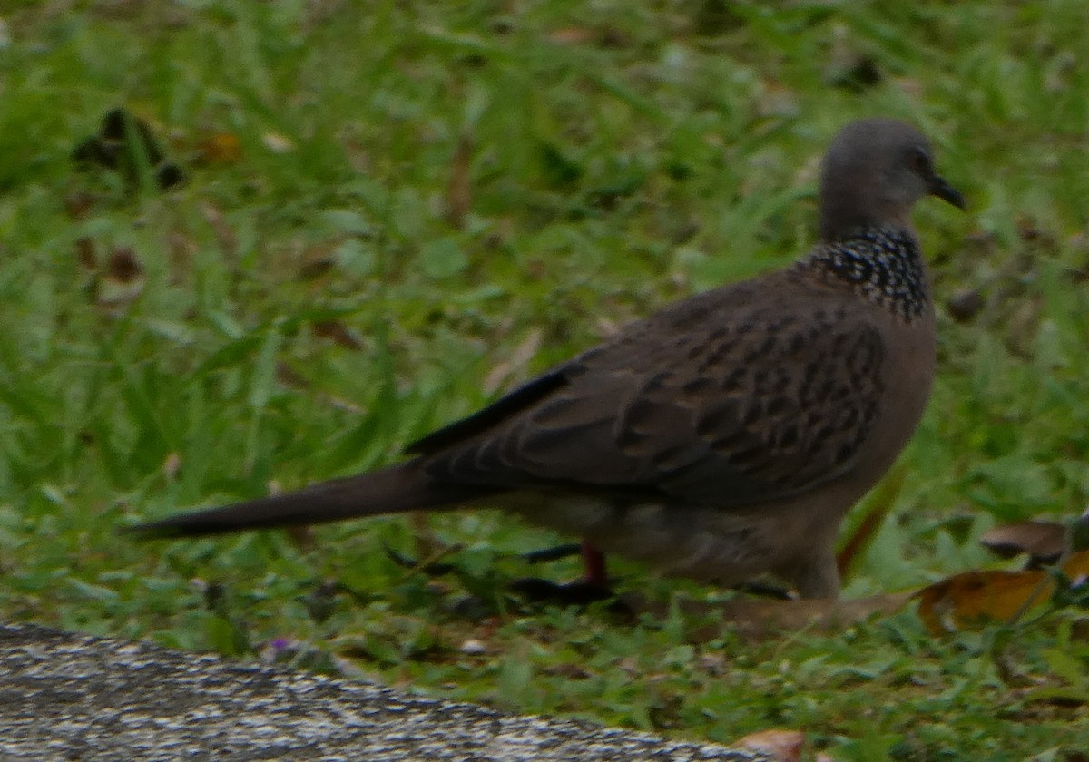 hrdlička kropenatá (ssp. chinensis/suratensis) - ML622956249