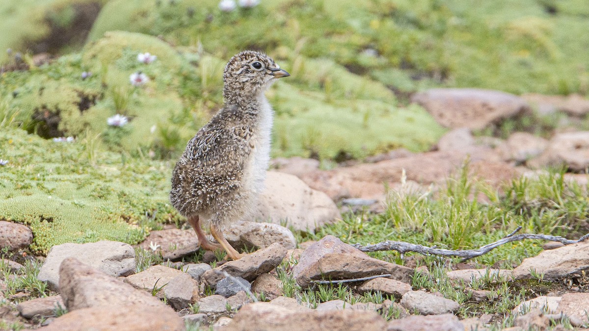 Gray-breasted Seedsnipe - ML622956313