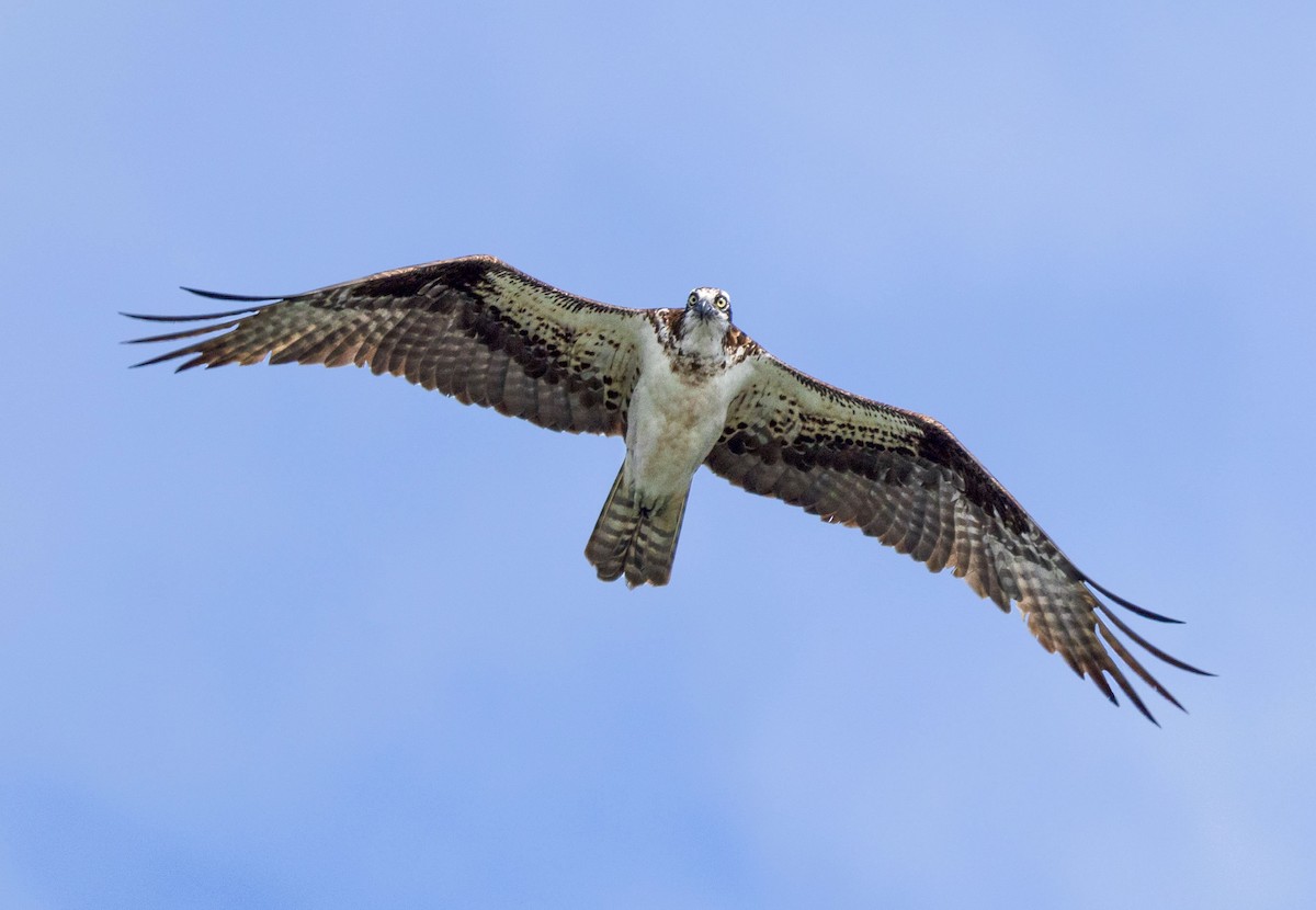 Osprey - ML622956314