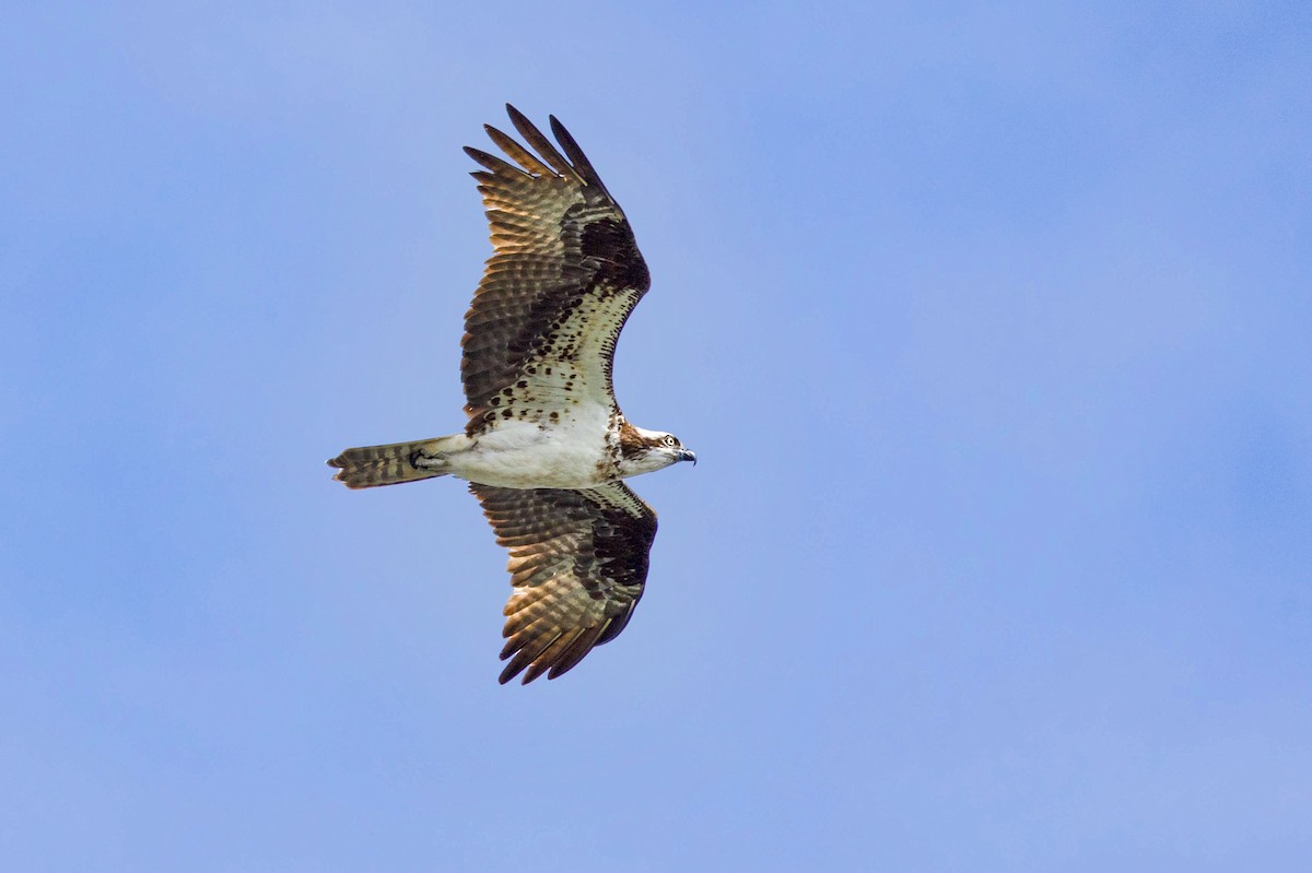 Osprey - ML622956315