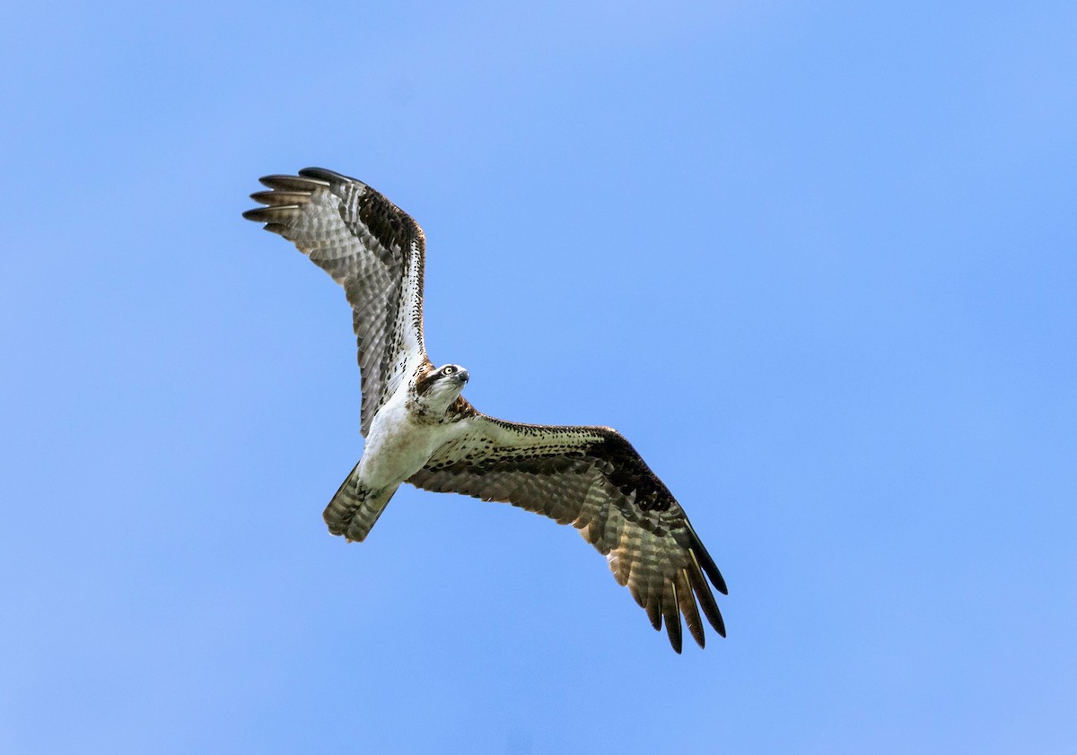 Osprey - ML622956316