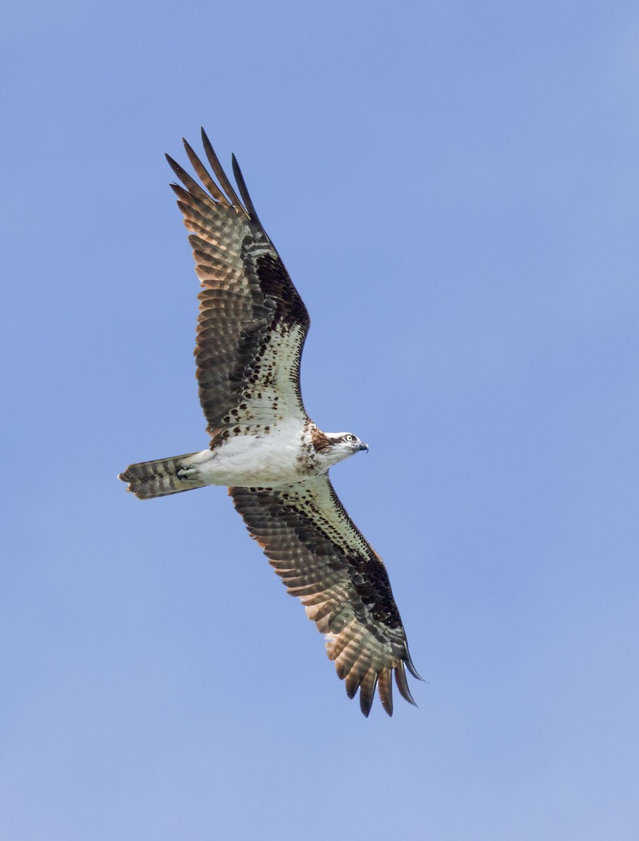 Osprey - ML622956317