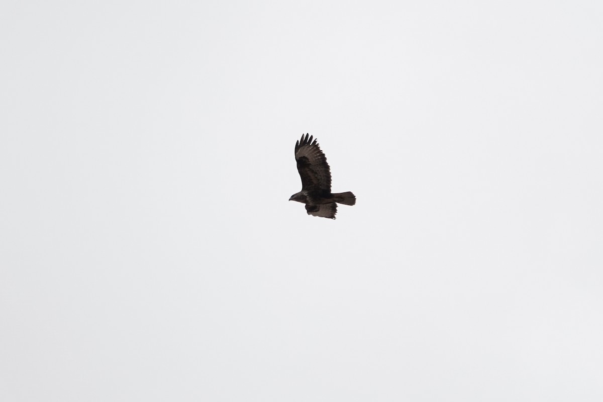 Common Buzzard (Canary Is.) - ML622956446