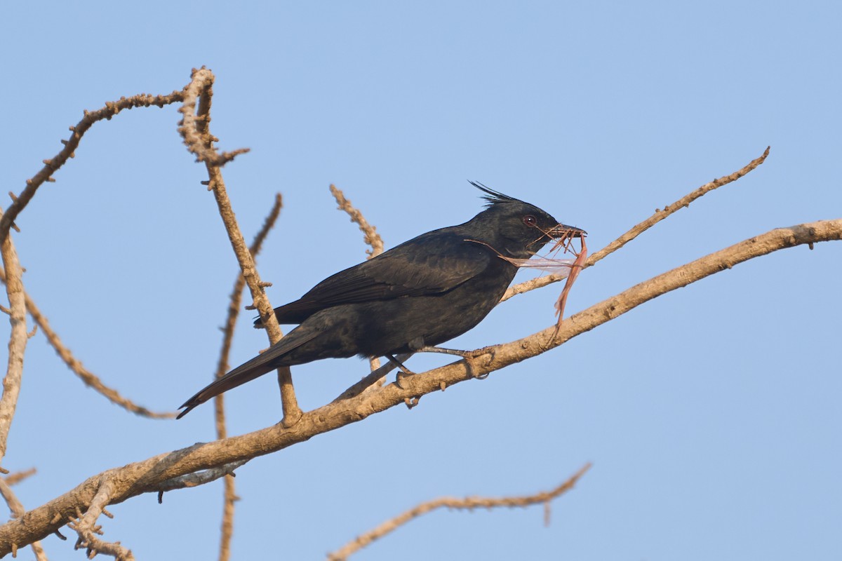 Crested Black-Tyrant - ML622956527