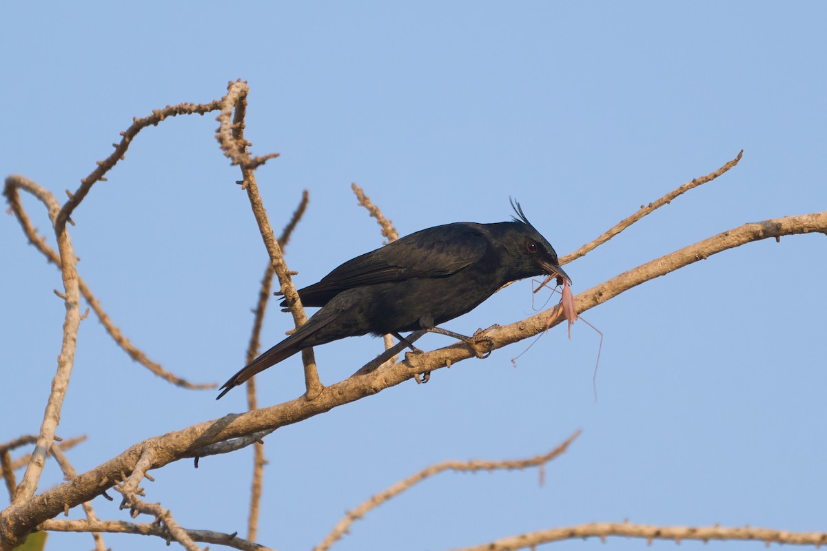 Crested Black-Tyrant - ML622956528