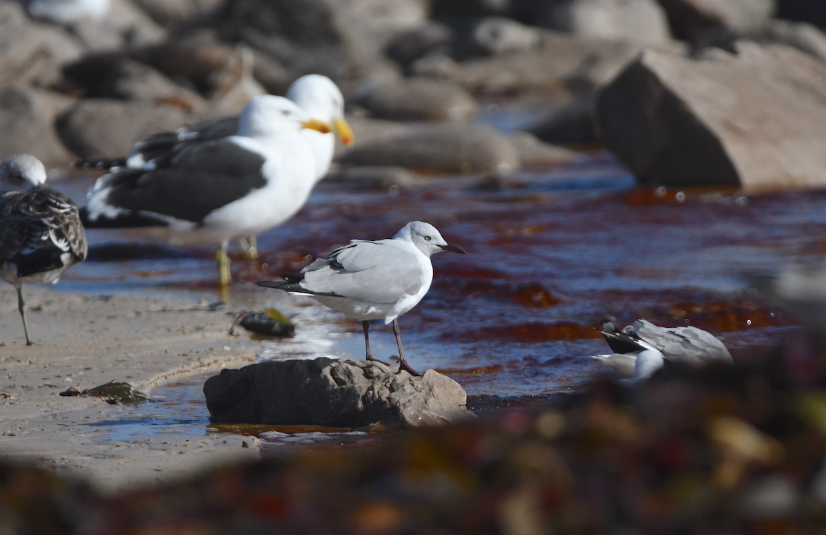 Gray-hooded Gull - Gabriel Jamie