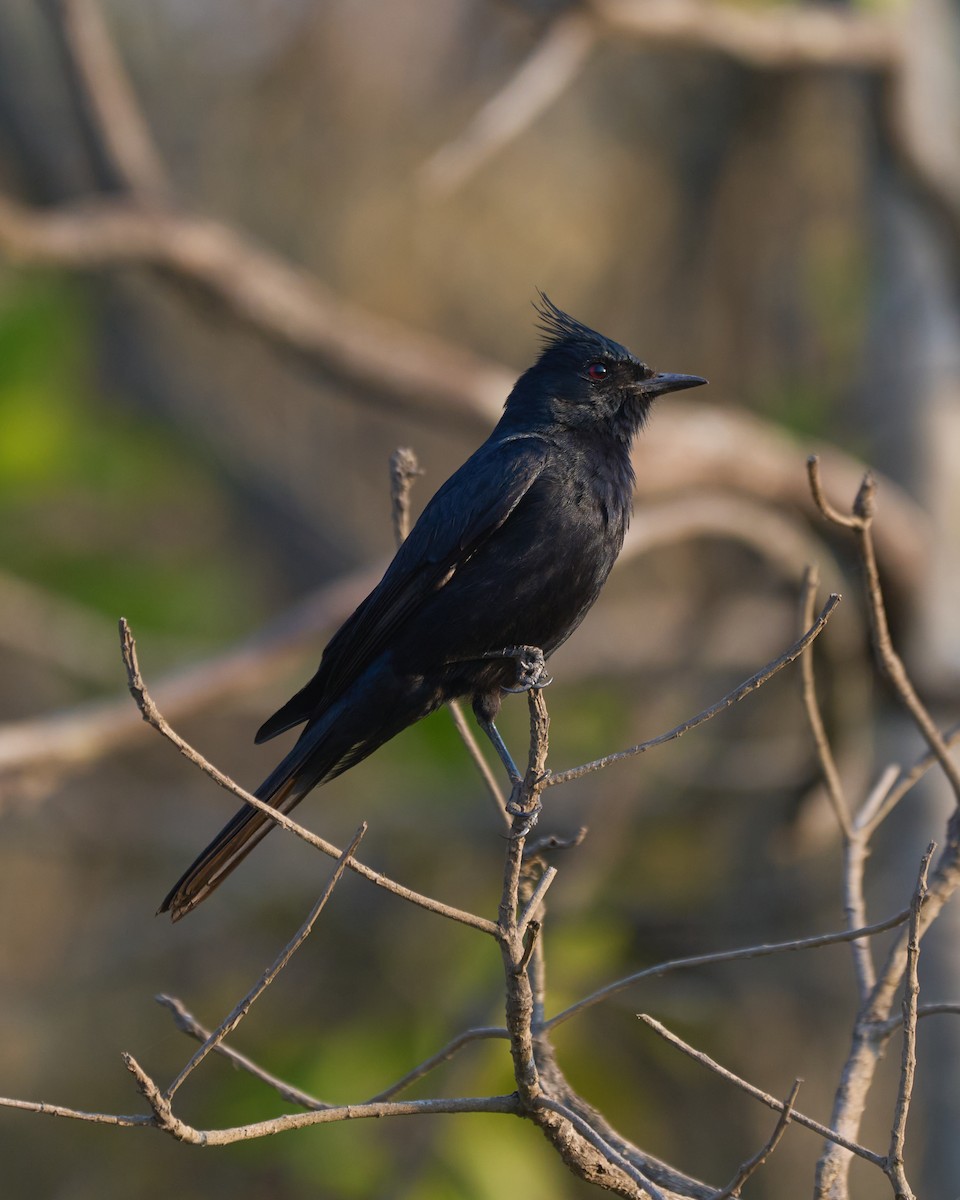 Crested Black-Tyrant - ML622956607