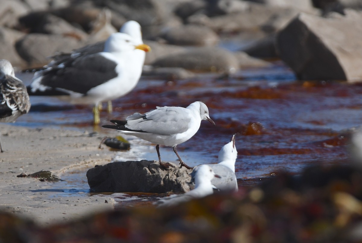 Gray-hooded Gull - ML622956609