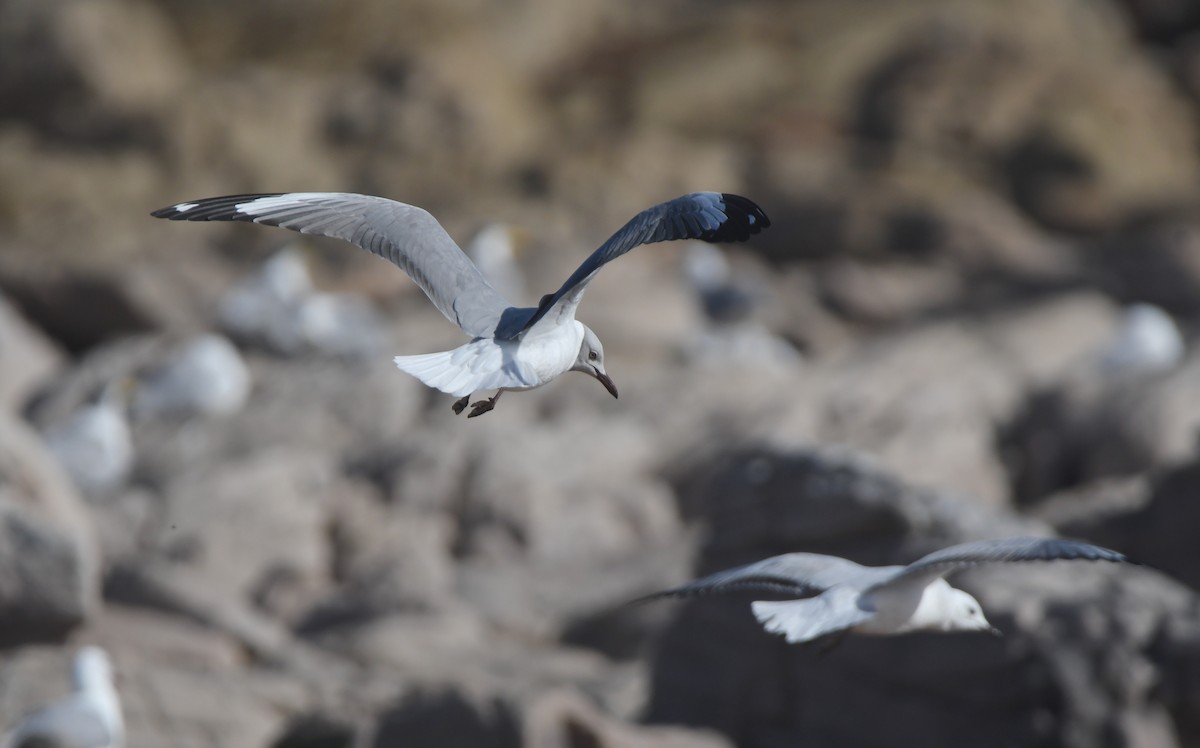 Gray-hooded Gull - ML622956621