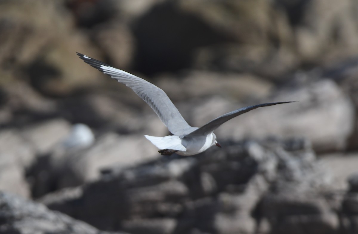 Gray-hooded Gull - ML622956628