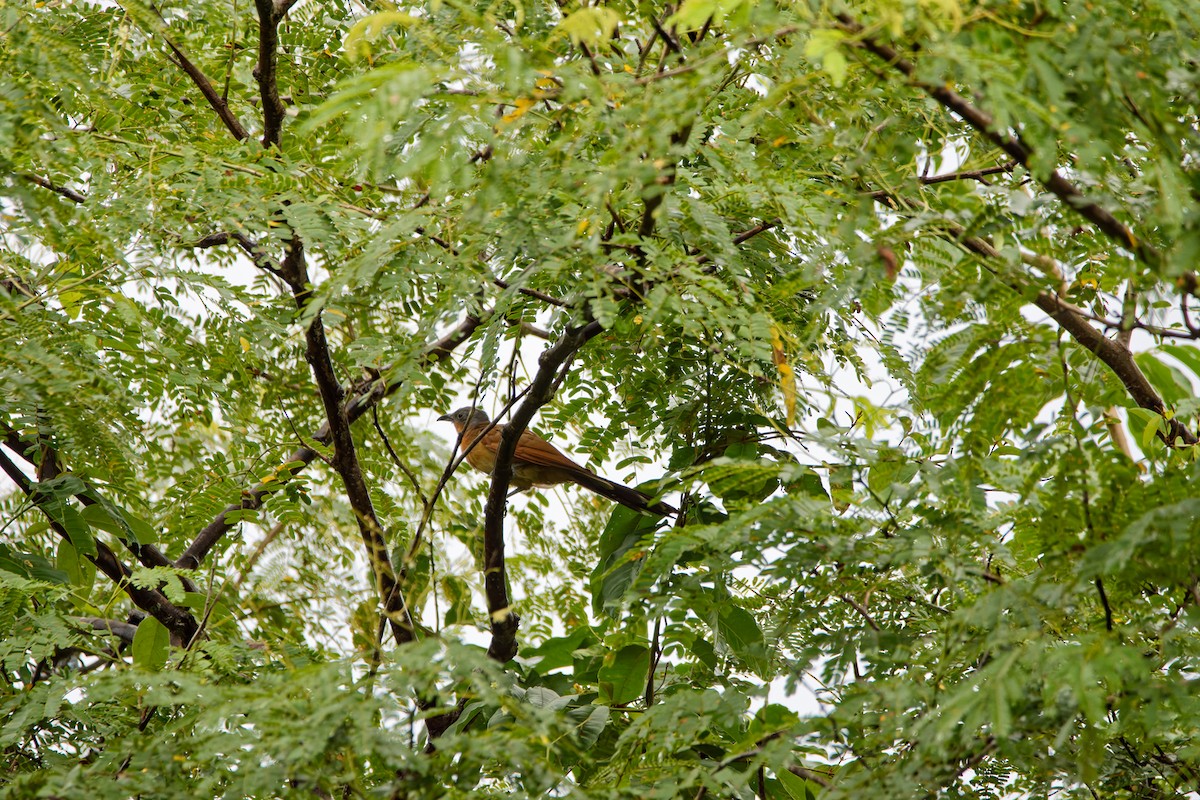 Gray-capped Cuckoo - ML622956629