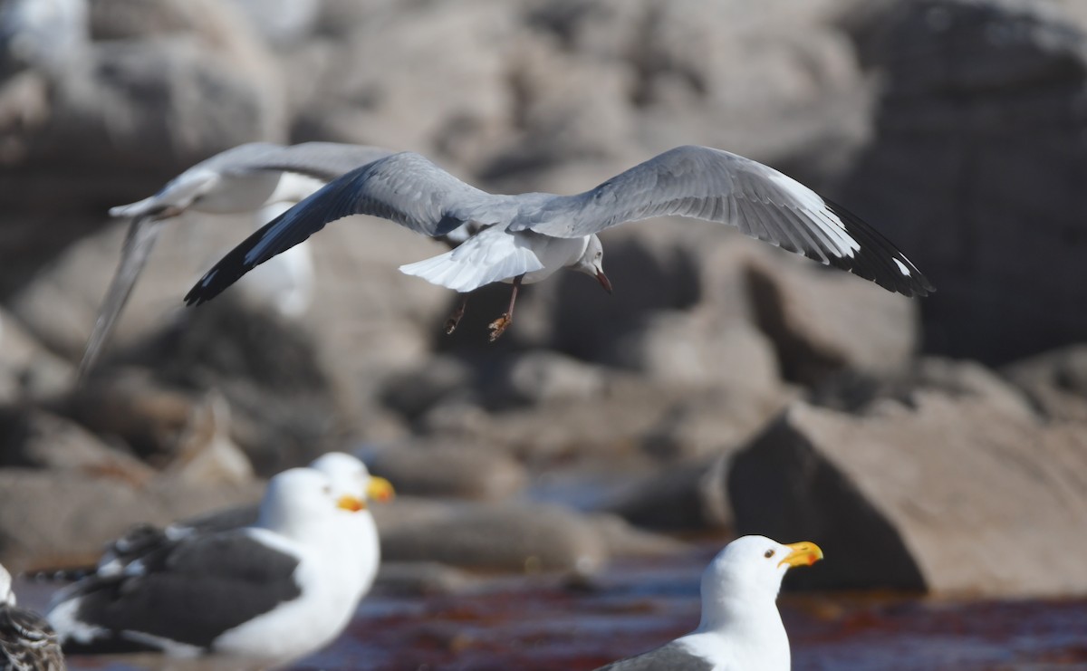 Gray-hooded Gull - ML622956658