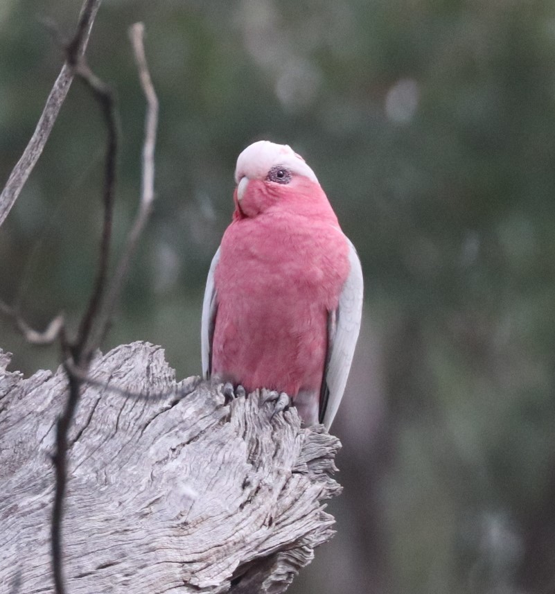 Galah - ML622956697