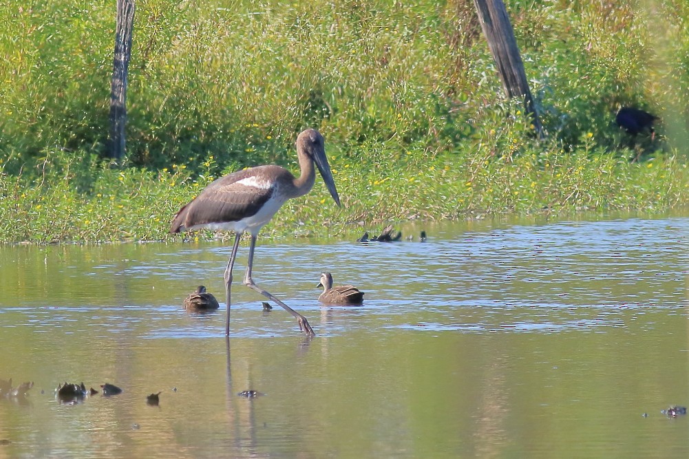 Black-necked Stork - ML622956740