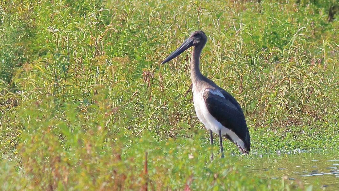 Black-necked Stork - ML622956741