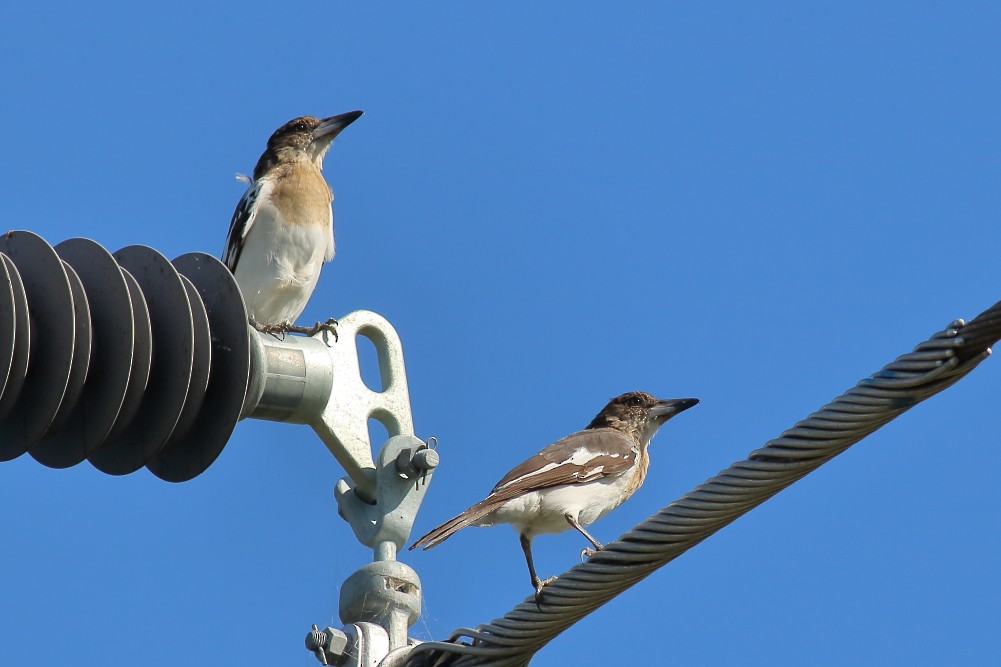 Pied Butcherbird - ML622956766