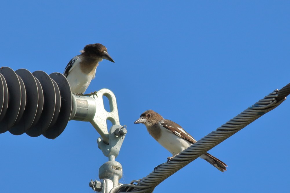 Pied Butcherbird - ML622956767