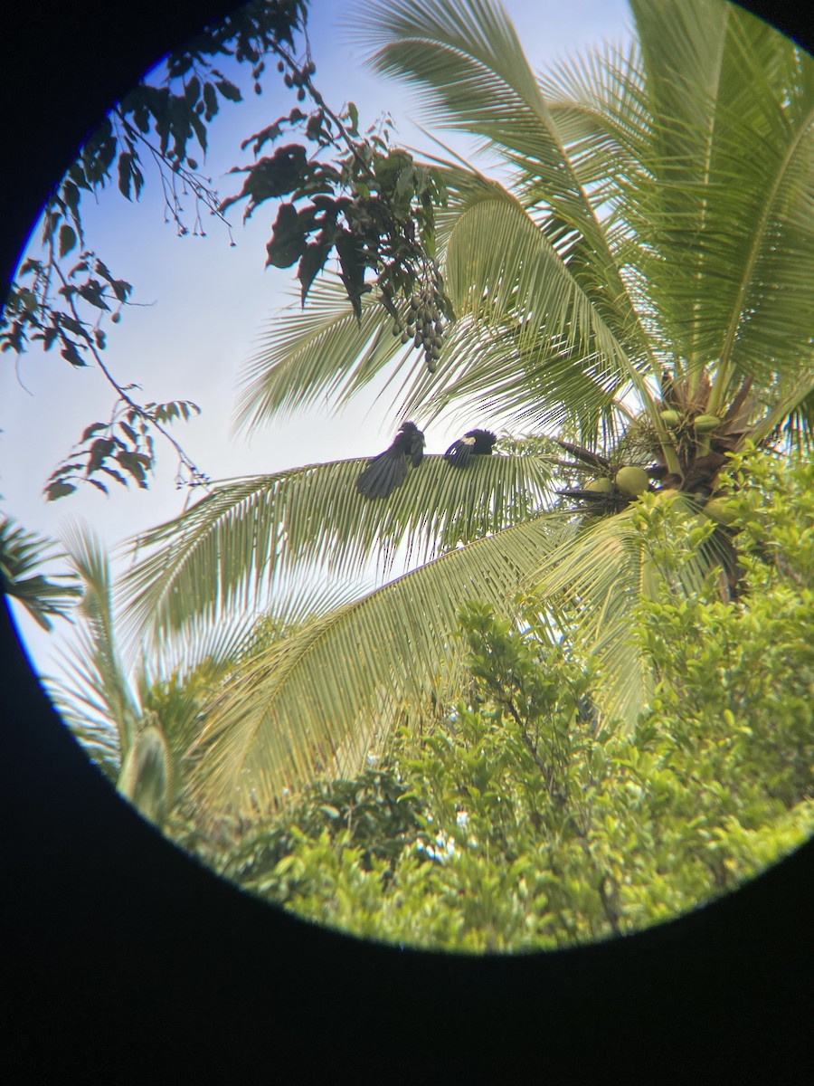 Goliath Coucal - Michael Schultz