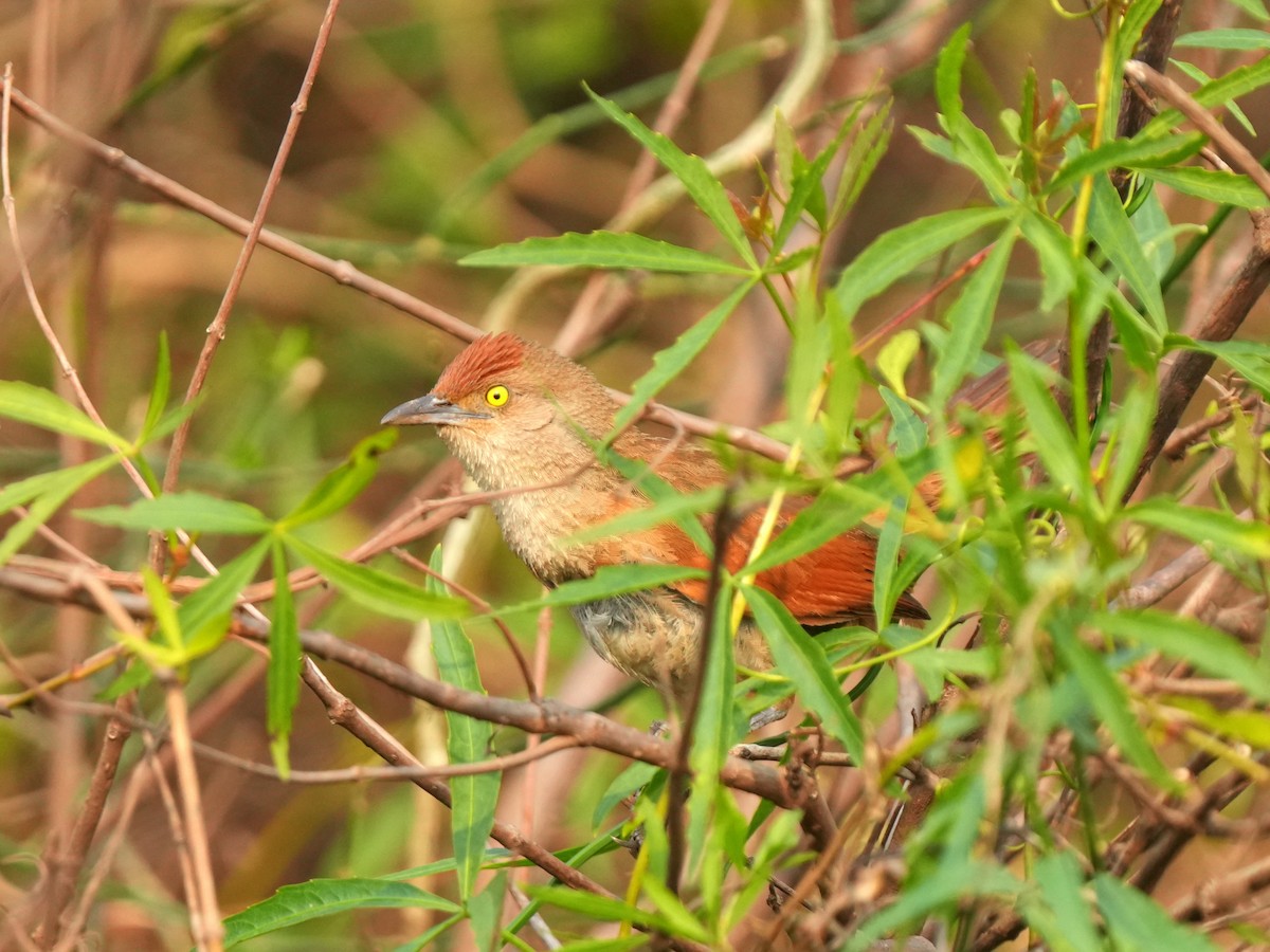 Greater Thornbird - ML622956805