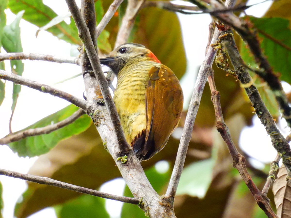 Yellow-vented Woodpecker - ML622956806