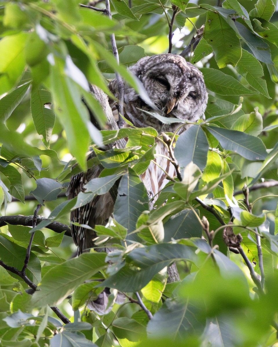 Barred Owl - ML622956916