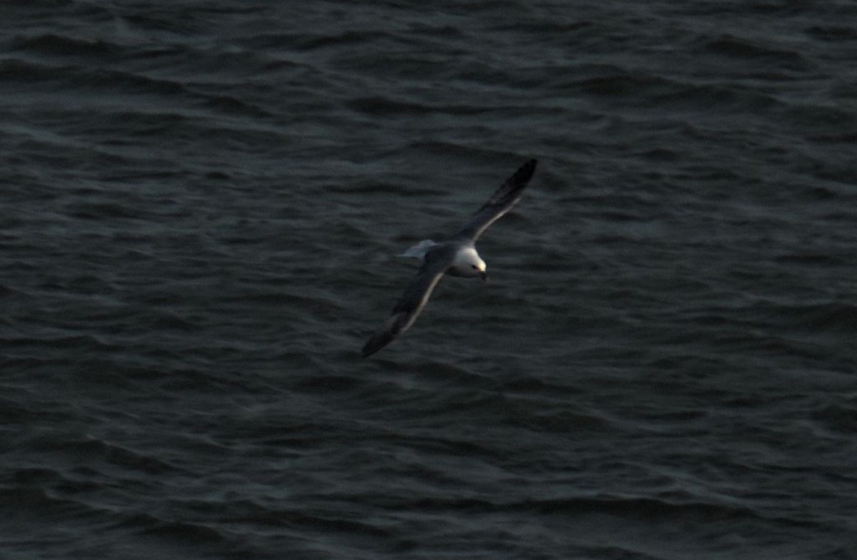 Northern Fulmar - ML622956922