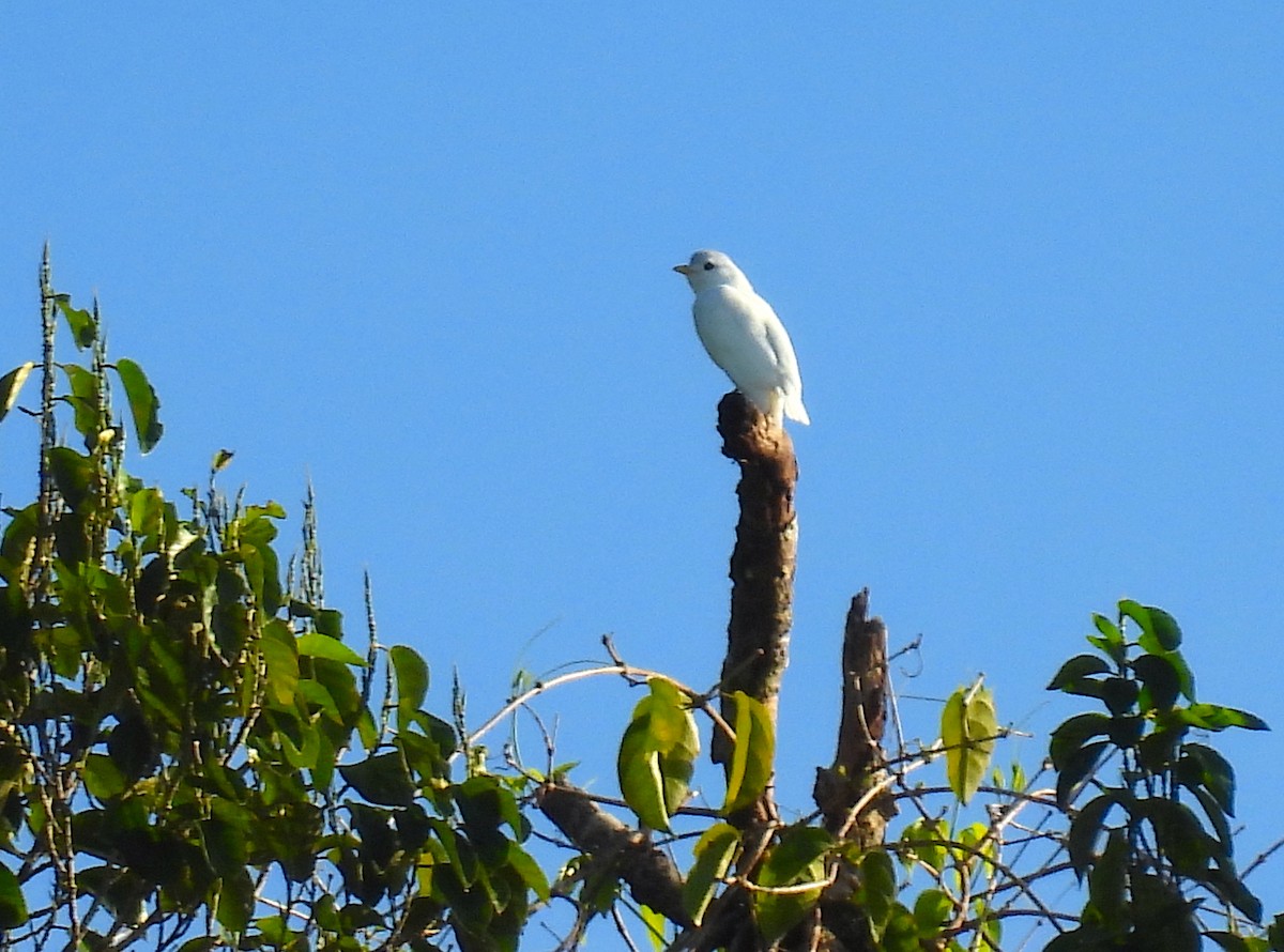 Yellow-billed Cotinga - ML622956948