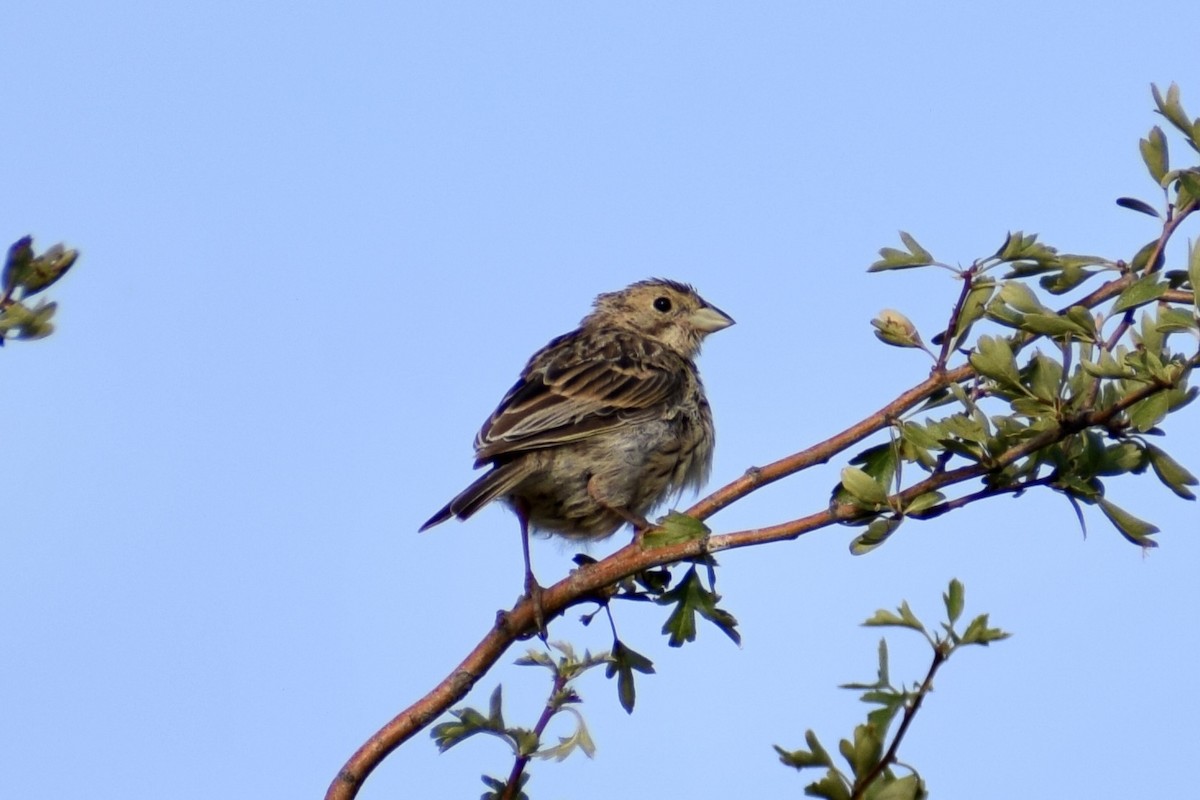 Corn Bunting - ML622956975