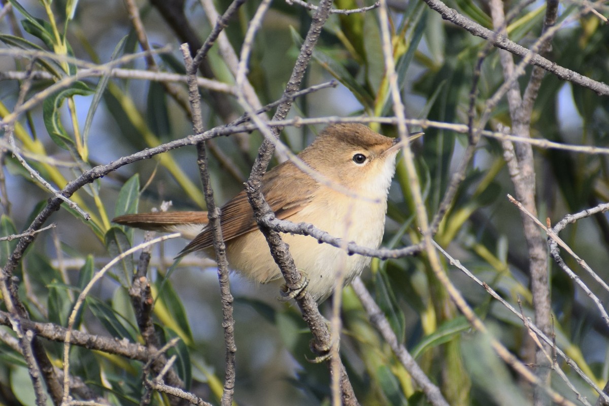 Common Reed Warbler - ML622957067