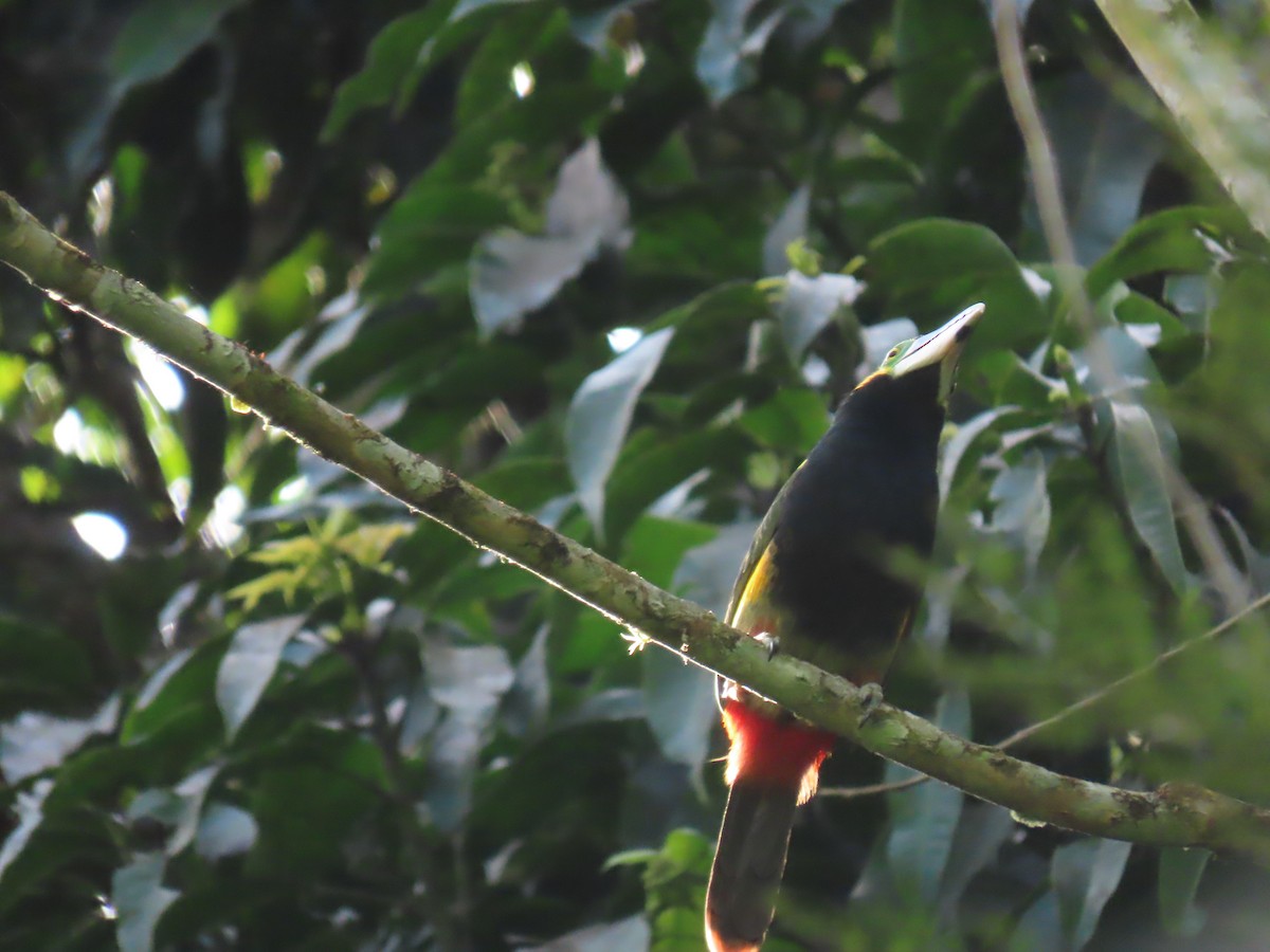 Gould's Toucanet - Katherine Holland