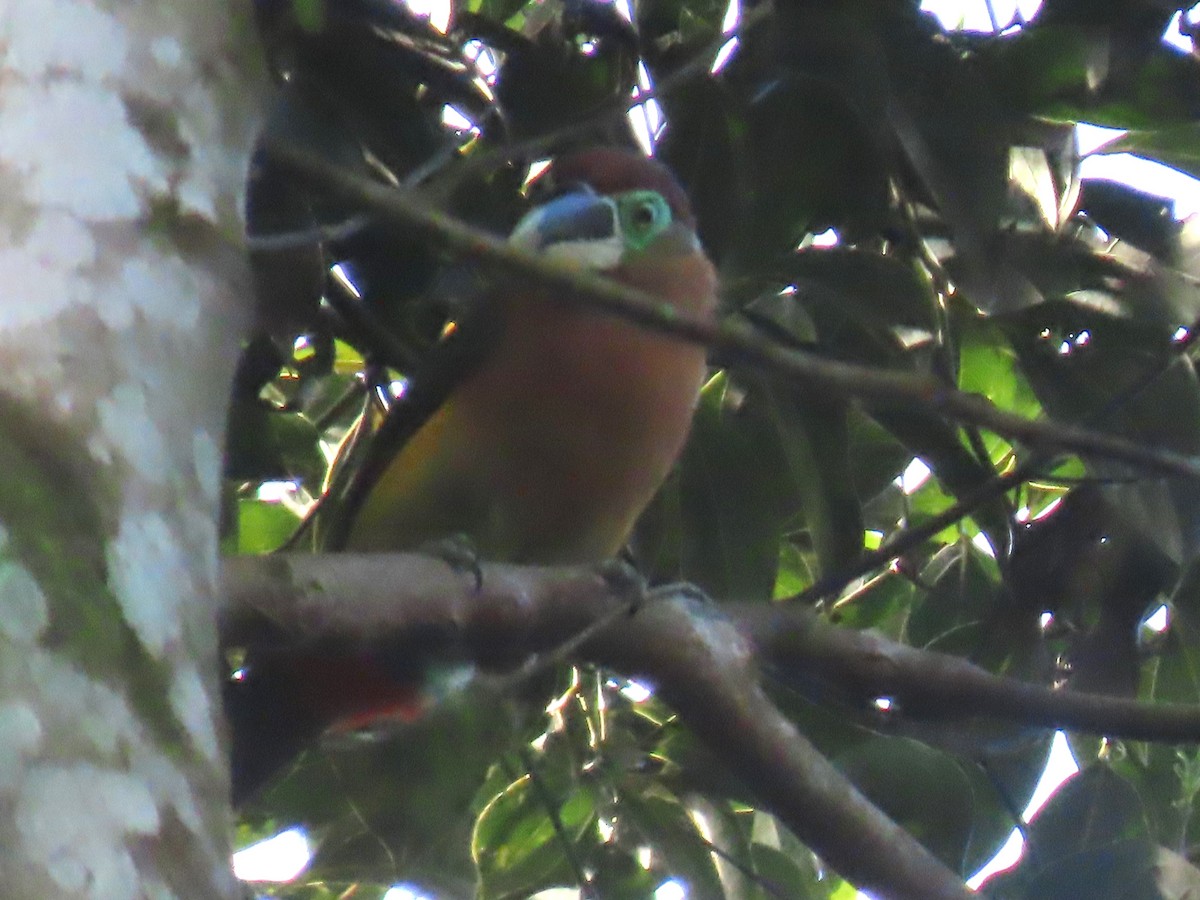 Gould's Toucanet - Katherine Holland