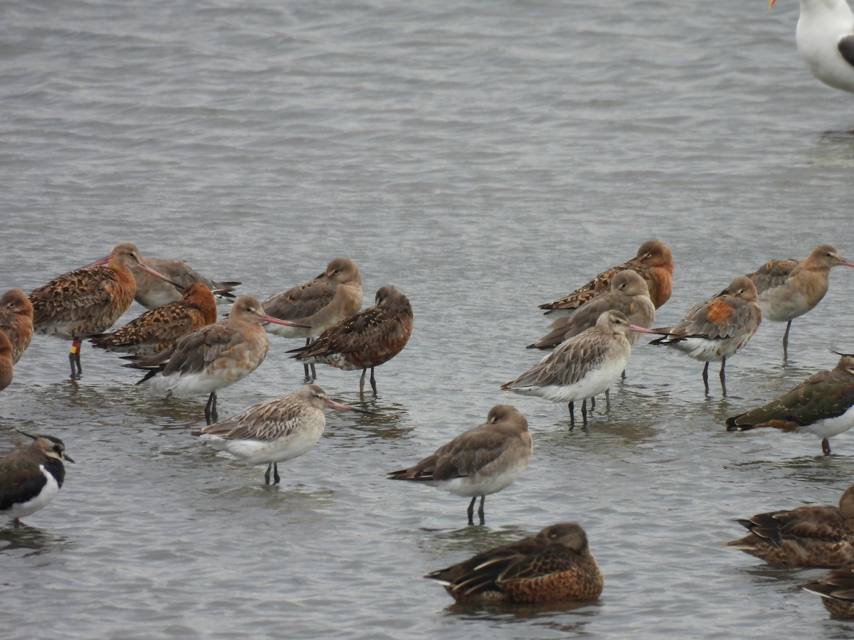 Bar-tailed Godwit - Toby Phelps