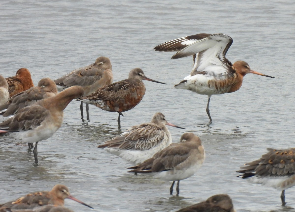 Black-tailed Godwit - ML622957235