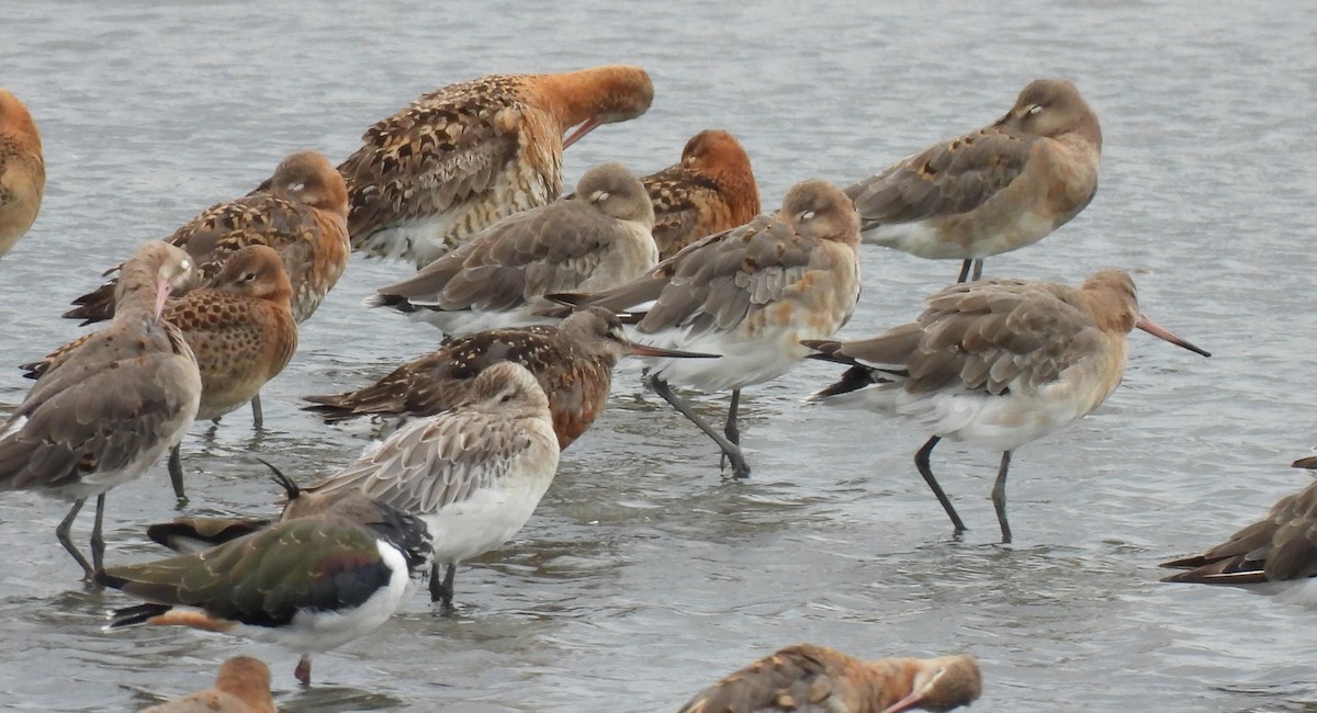 Hudsonian Godwit - ML622957240