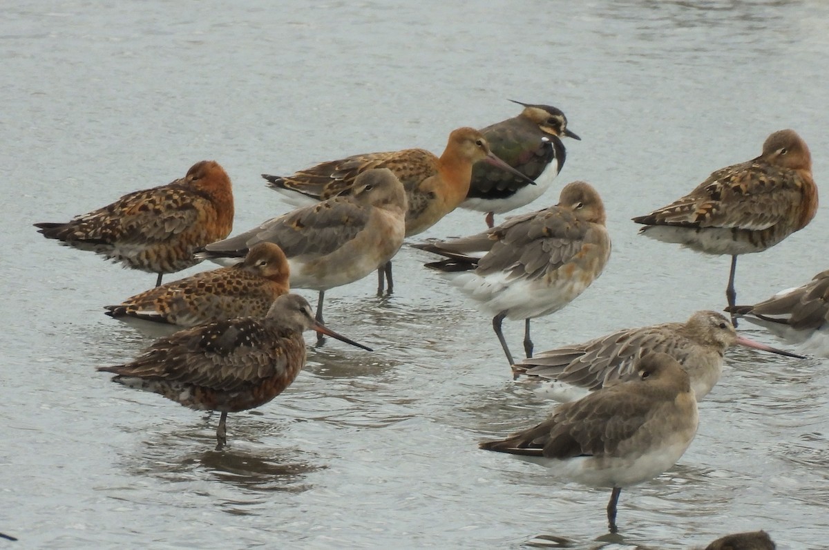 Hudsonian Godwit - ML622957241