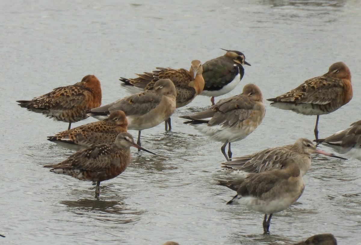 Hudsonian Godwit - ML622957243