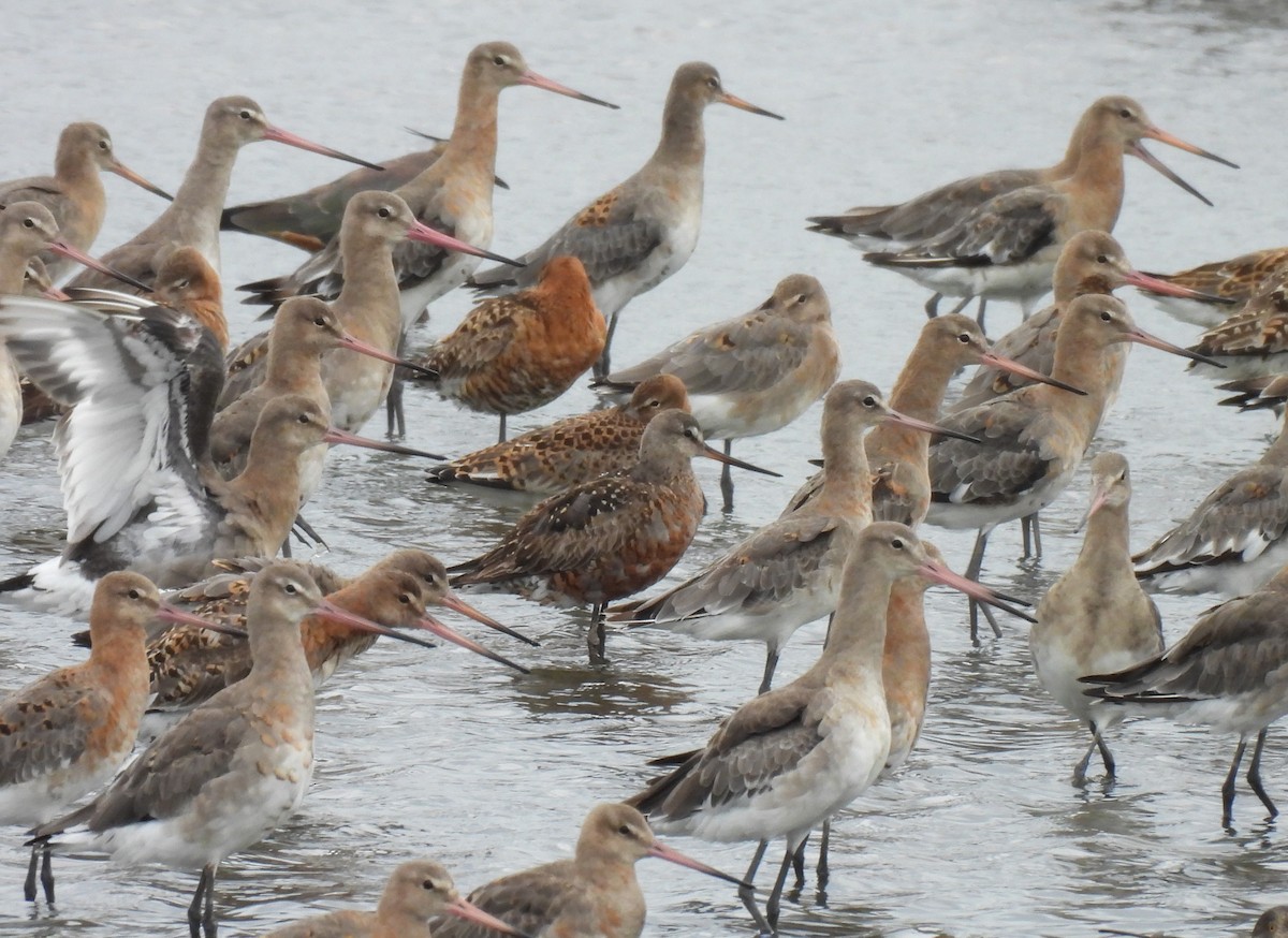 Hudsonian Godwit - ML622957244