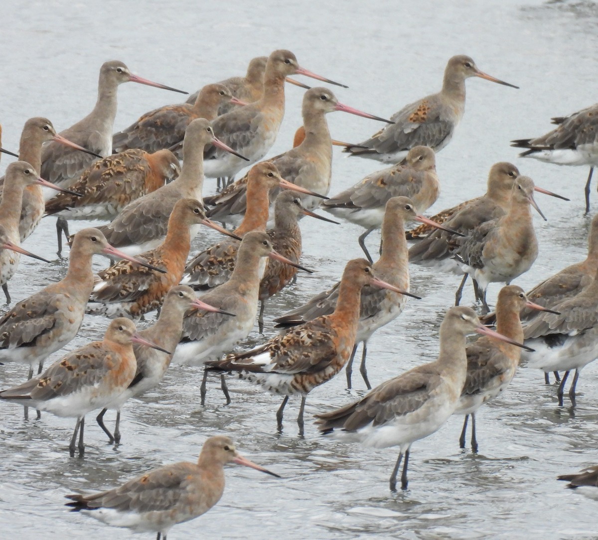 Hudsonian Godwit - ML622957246