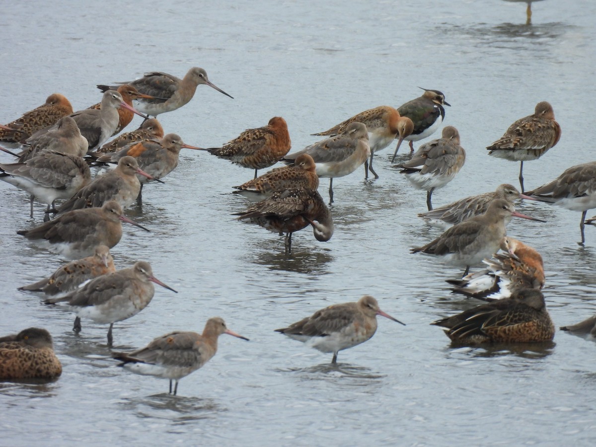 Hudsonian Godwit - ML622957247