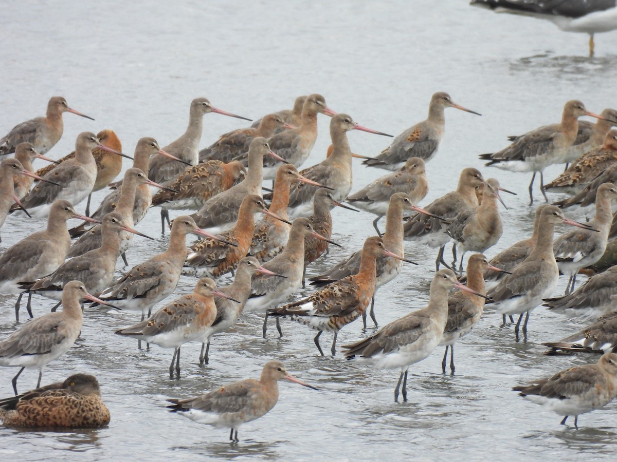 Hudsonian Godwit - ML622957248