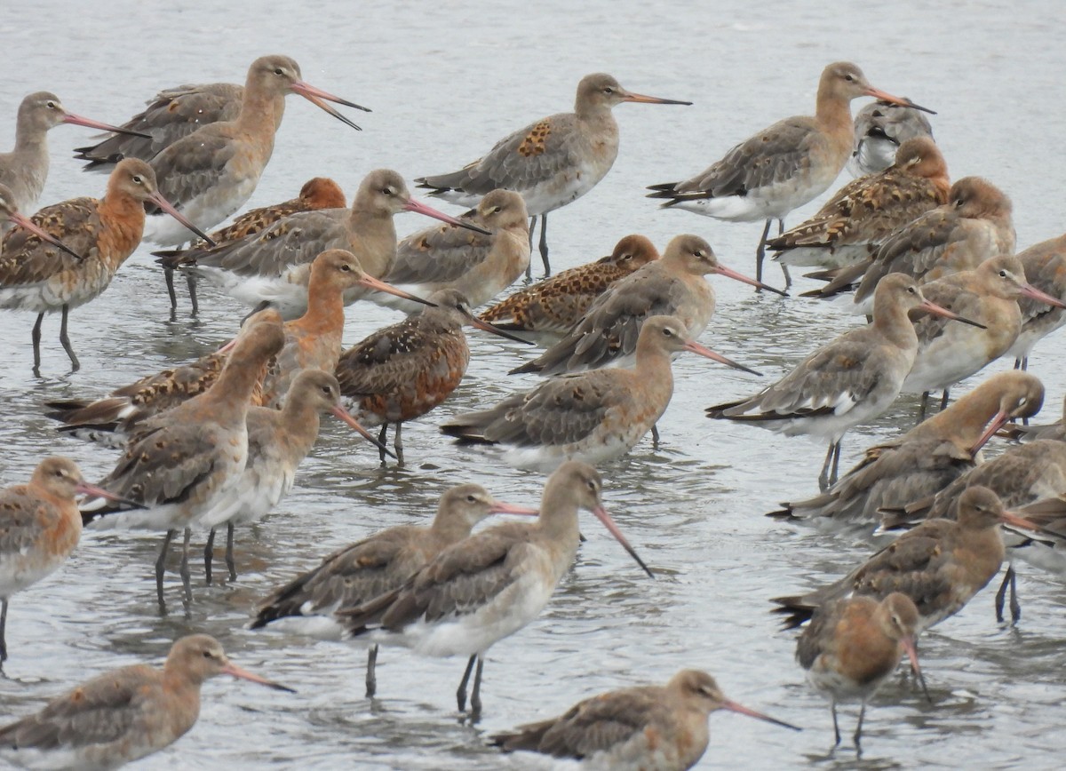 Black-tailed Godwit - ML622957261