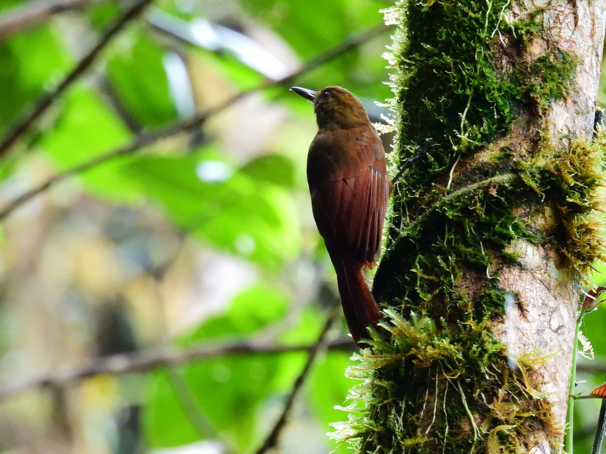 Tyrannine Woodcreeper - ML622957305