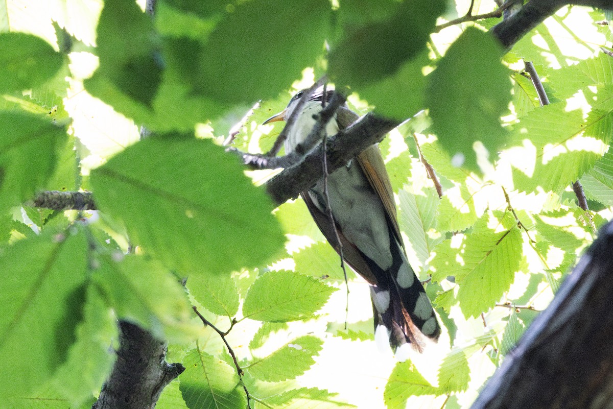 Yellow-billed Cuckoo - ML622957307