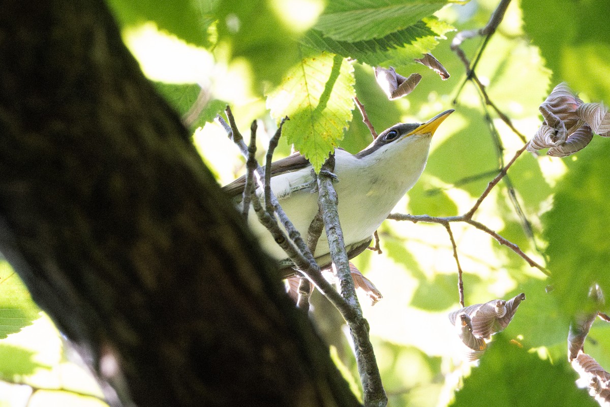 Yellow-billed Cuckoo - ML622957334