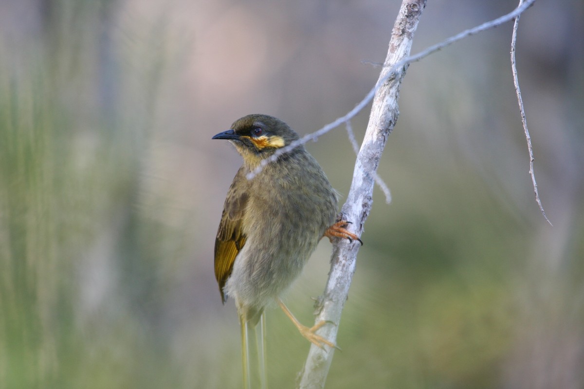 Orange-cheeked Honeyeater - Charles Davies