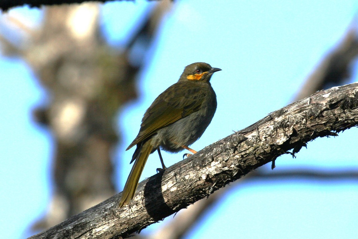 Orange-cheeked Honeyeater - ML622957345