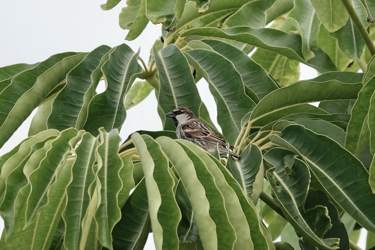 Spanish Sparrow - ML622957351