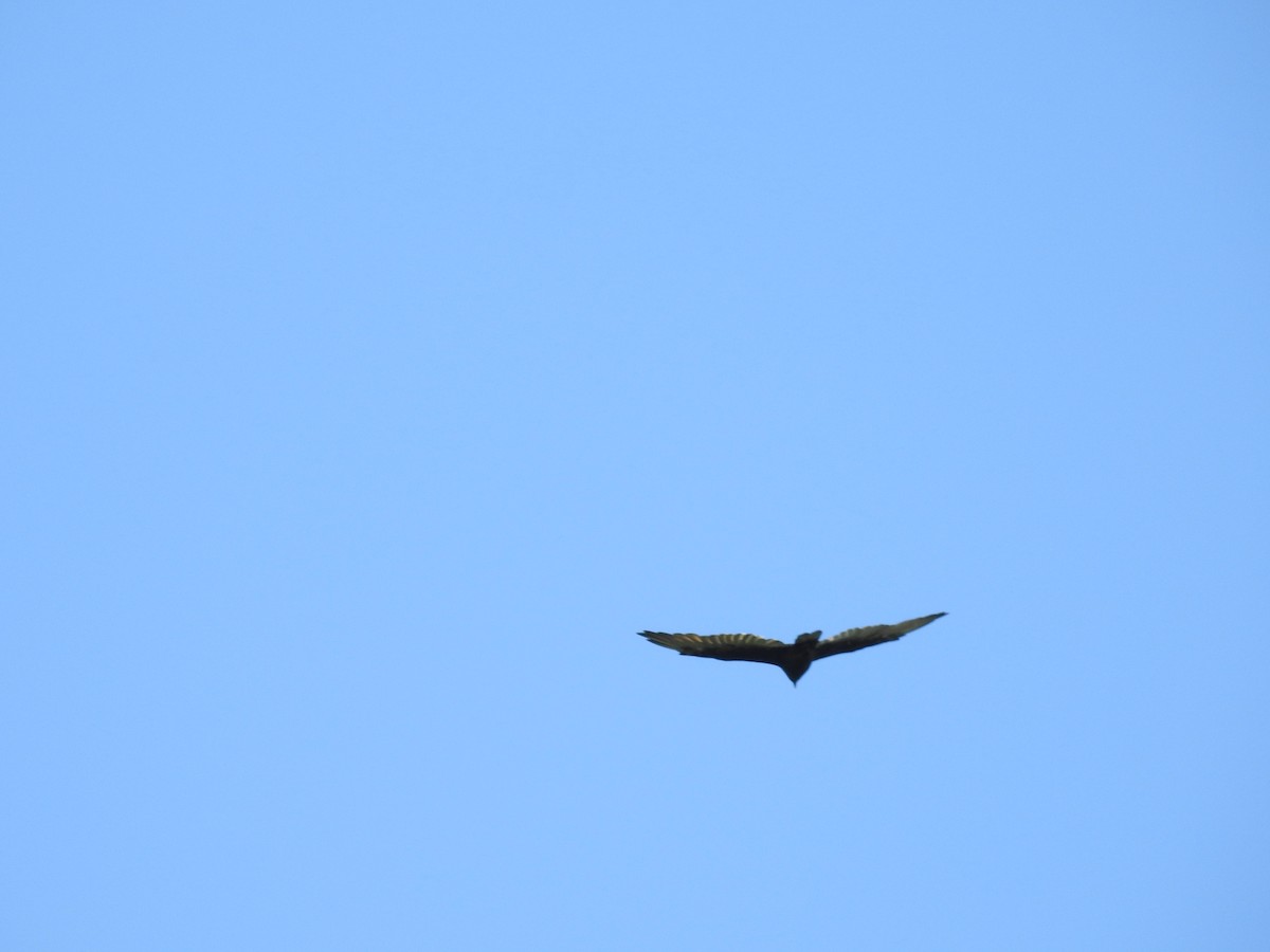 Turkey Vulture - ML622957368